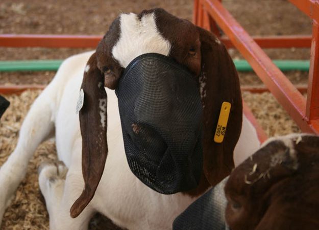 Goats. Photo by Pinedale Online.