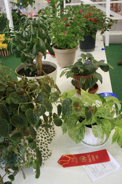 Plants and Flower Displays. Photo by Dawn Ballou, Pinedale Online.