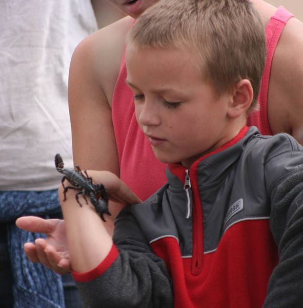 Holding a Scorpion. Photo by Dawn Ballou, Pinedale Online.