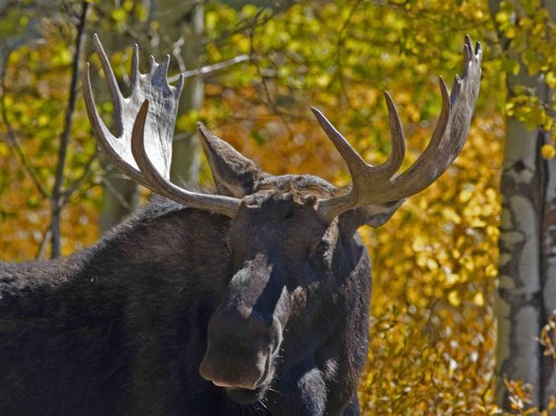Bullwinkle Standing. Photo by Dave Bell.