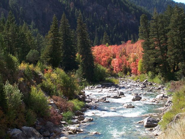 Greys River colors. Photo by Scott Almdale.