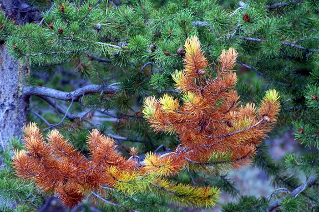 Pine Tree. Photo by Pam McCulloch.