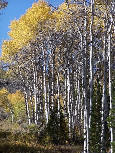 X-C Ski Trail Yellow Aspens. Photo by Scott Almdale.