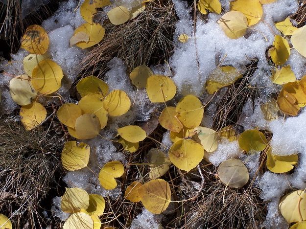 Leaves and Snow. Photo by Scott Almdale.
