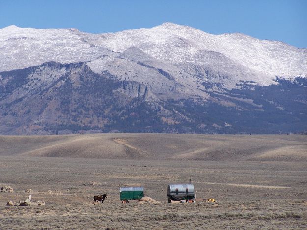 Sheep Wagons. Photo by Scott Almldale.