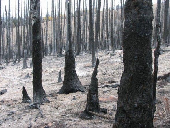 Burned trees. Photo by Kenna Tanner.
