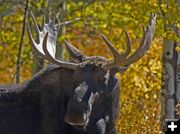 Bullwinkle Standing. Photo by Dave Bell.