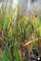 Grass Turning. Photo by Pam McCulloch.