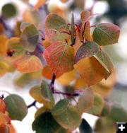 Autumn Colors. Photo by Pam McCulloch.