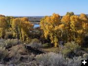 Boulder Cottonwoods. Photo by Scott Almdale.