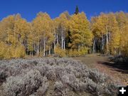 Upper Green Aspens. Photo by Scott Almdale.