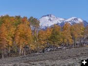 Aspens and snow. Photo by Scott Almdale.