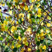 Yellow & Green. Photo by Pam McCulloch.