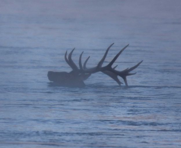 Elk swimming the Snake River. Photo by Dave Bell.