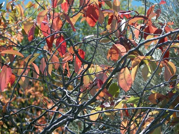 Fall leaves. Photo by Cyd Goodrich.