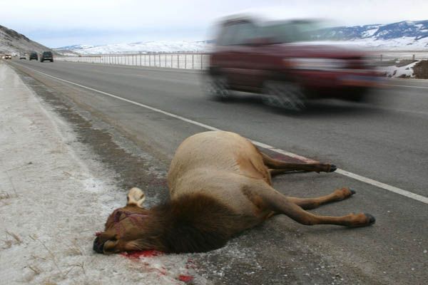 Road Kill. Photo by Wyoming Game & Fish.