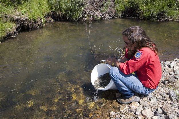 Into the creek. Photo by Wyoming Game & Fish.