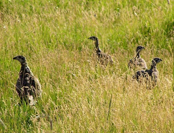 Sagegrouse in meadow. Photo by Pinedale Online.