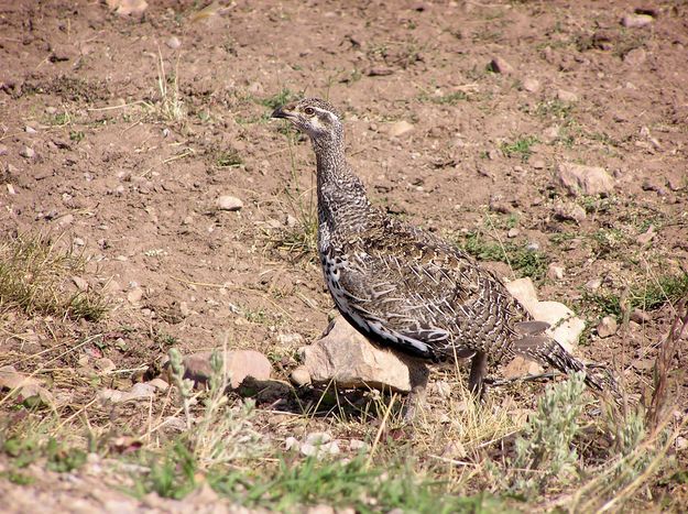 Sagegrouse in the open. Photo by Pinedale Online.