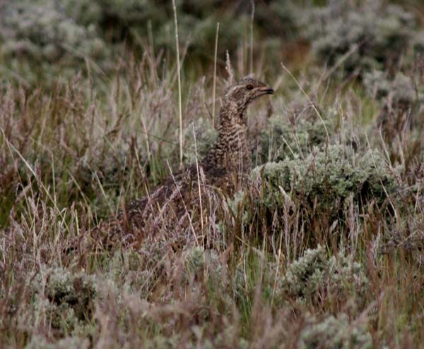 Sagegrouse blending in. Photo by Pinedale Online.