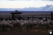 Healthy lamb crop. Photo by Cat Urbigkit.