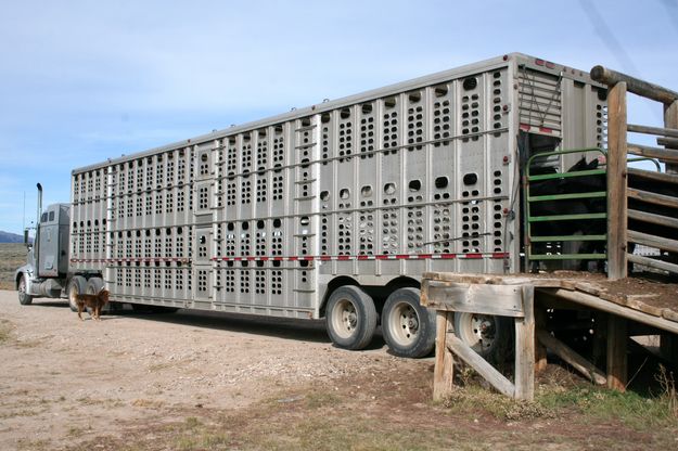 Livestock truck. Photo by Joy Ufford.