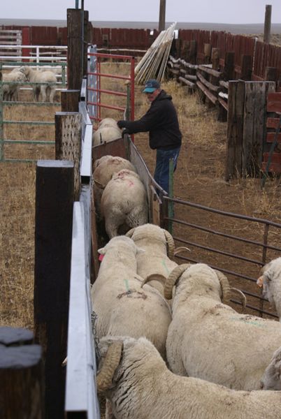 Sorting gate. Photo by Cat Urbigkit.