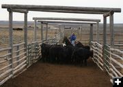 Allene pushes the heifers. Photo by Joy Ufford.