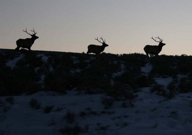 3 Elk. Photo by Dawn Ballou, Pinedale Online.