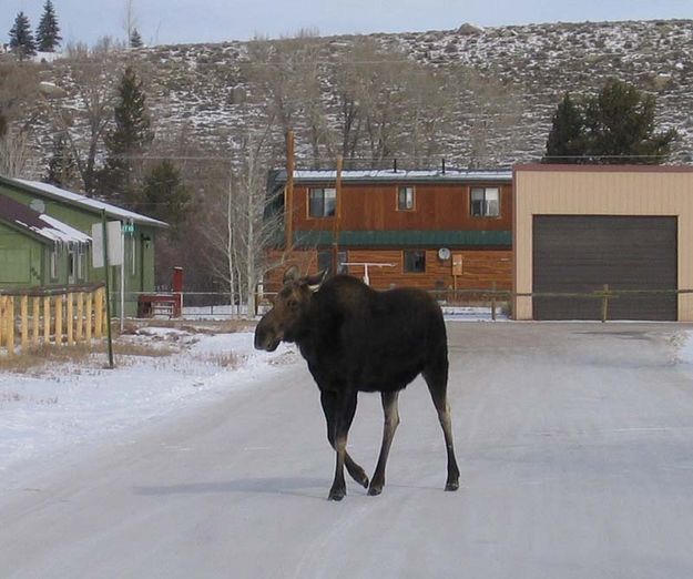 Moose be Christmas!. Photo by Mike Gilmore.