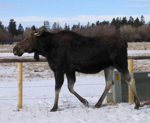 Moose on Franklin Ave. Photo by Mike Gilmore.