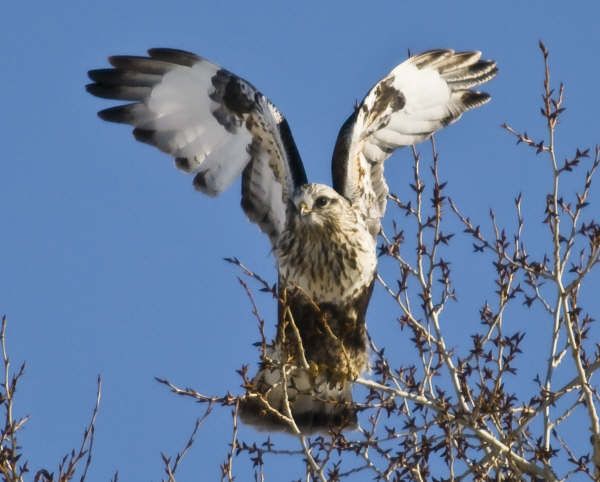 Rough Legged Hawk. Photo by Dave Bell.