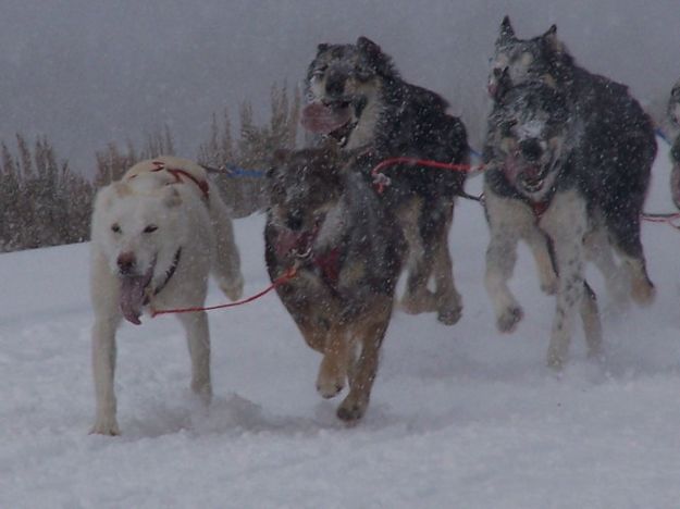 Running as fast as they can. Photo by Scott Almdale.