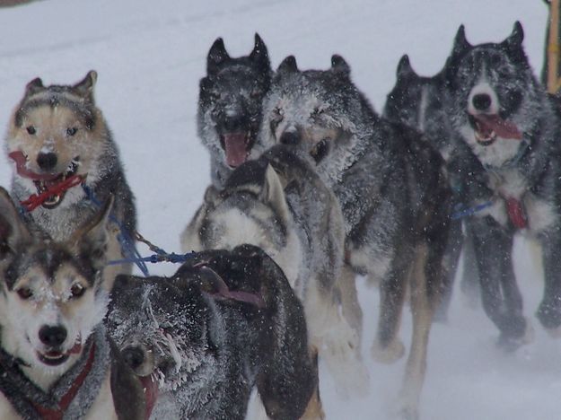 Frosty Dogs. Photo by Scott Almdale.