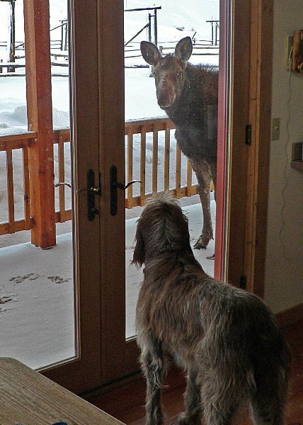 Pesky Moose. Photo by Paul Ellwood, Dell Fork Ranch.