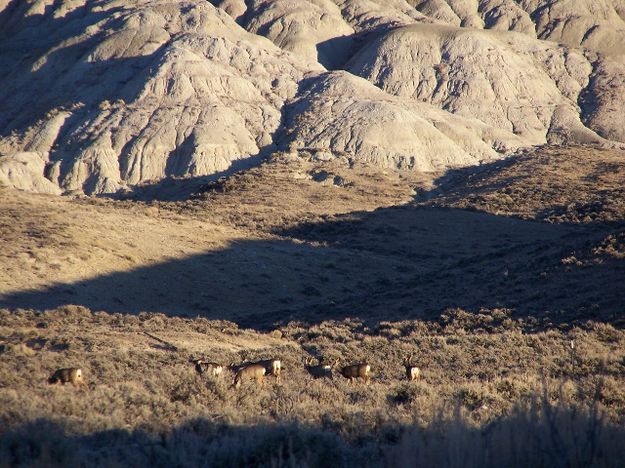 Mulies. Photo by Scott Almdale.