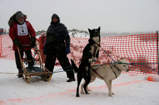 Excited Dogs. Photo by Dawn Ballou, Pinedale Online.