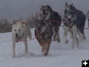 Running as fast as they can. Photo by Scott Almdale.