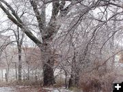 Enid Oklahoma Ice Storm. Photo by Mike Brennan.