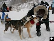 Good Dogs. Photo by Dawn Ballou, Pinedale Online.