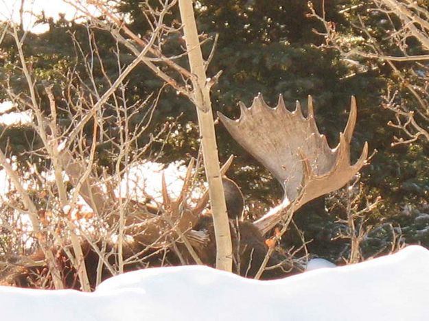 Big antlers. Photo by Joe Zuback.