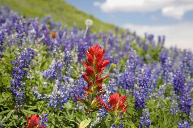 Lupine and Indian Paintbrush. Photo by Dave Bell.