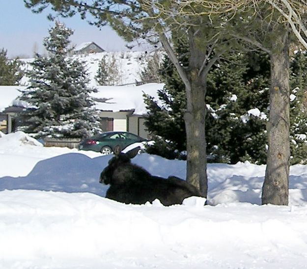 Moose Alert. Photo by Dawn Ballou-Svalberg, Pinedale Online.