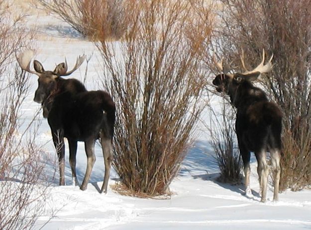 Duck Creek Moose. Photo by Joe and Terri Zuback.