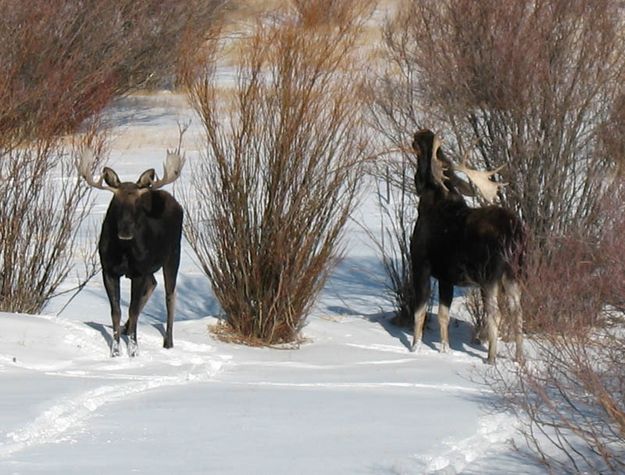 A bite of branches. Photo by Terri and Joe Zuback.