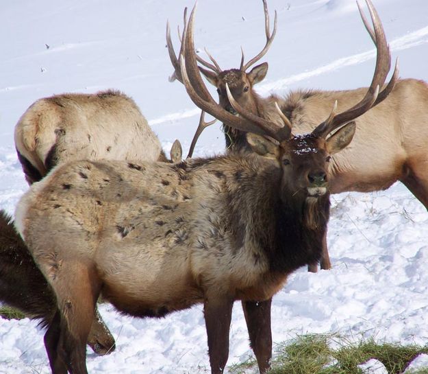 8x7 elk. Photo by Ranae Lozier.