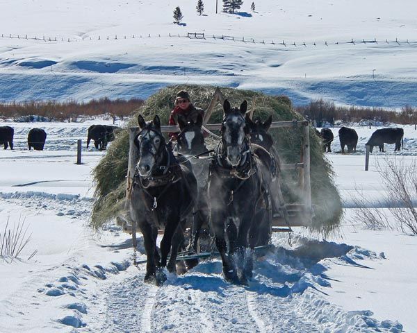 Hay Wagon. Photo by Barbara Ellwood, Dell Fork Ranch.