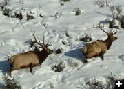 Bull Elk. Photo by Green River Outfitters.