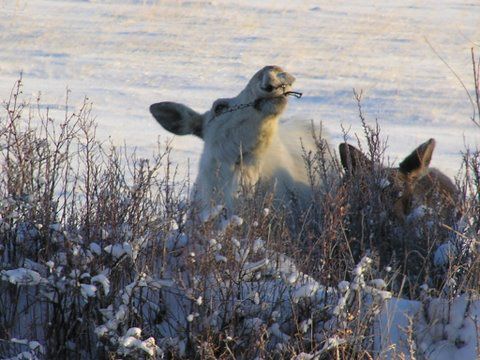 Albino Moose. Photo by Richard Kaumo.