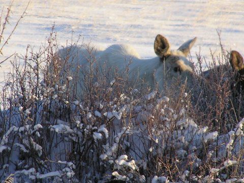 Albino Moose. Photo by Richard Kaumo.